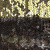 Трикотажное полотно, Сетка с пайетками, шир.130 см, #315, цв.-бронза/золото - купить в Москве. Цена 693.39 руб.